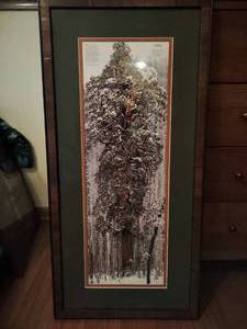 National Geographic Sequoia Tree Print