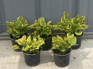 Lot Of (5) Potted Hosta Plants -- H...