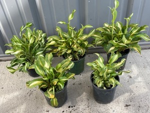Lot Of (5) Potted Hosta Plants -- H...