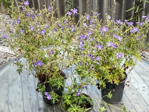 Halted - these plants are in poor shape.