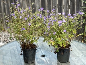 Halted - these plants are in poor shape.&nbsp&nbsp