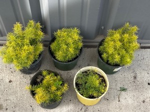 (5) Potted Coreopsis Plants