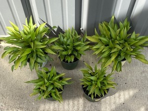 Lot Of (5) Potted Hosta Plants -- H...