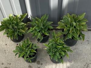 Lot Of (5) Potted Hosta Plants -- H...