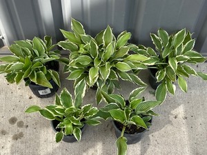 Lot Of (5) Potted Hosta Plants -- H...