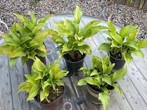Lot Of (5) Potted Hosta Plants -- H...