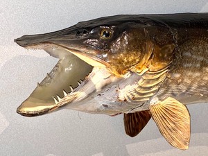 lot 234 image: Taxidermy Fish