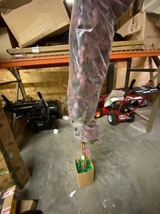 6 ft. Capensia Ficus Tree the retail price $92.36