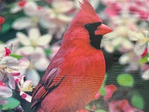 Canvas Bird Print