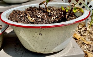 4 Enamel Bowls Repurposed as Planters