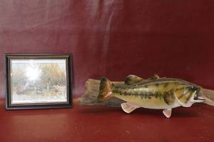 lot 33 image: pheasants forever framed photo and taxidermy fish on wood