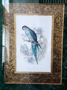 lot 93 image: Amazing Framed Exotic Parakeet II Print