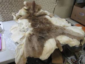 lot 108 image: (EW5) Antelope Hide Approx 36 x 45...