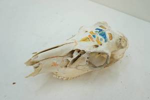 Skull dcor
