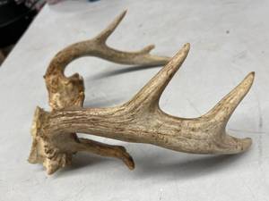 lot 475 image: 10 Point Deer Rack