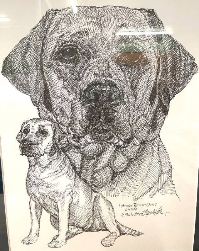 lot 77 image: G Marlo Allen Signed Labrador Retriever Artwork Sketch