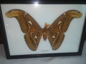 lot 214 image: Dcor Mounted Moth and Seashells