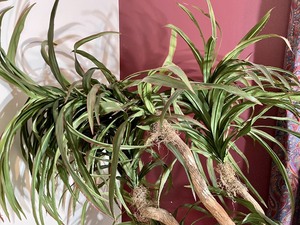 lot 29 image: Fabulous Faux Banana Tree