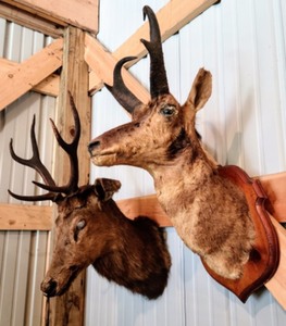 lot 263 image: Pair of Vintage Deer Mounts Possibly French