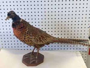 Pheasant Mounted on Wood Base