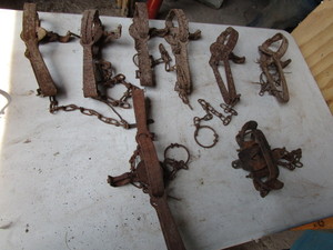 Victor & Blake Lamb Traps