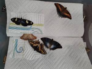 lot 87 image: Butterfly Collection