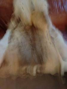 lot 165 image: Fur Pelt