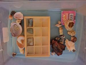 lot 167 image: Rocks & Shells