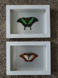 lot 225 image: Framed Butterflies