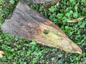 lot 344 image: Large Petrified Wood Piece