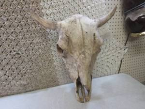 lot 2 image: (FDS) Buffalo Skull ...