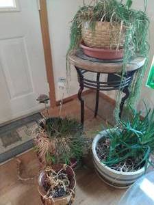 Collection of Planters, Plants, and Metal Base Plant Stand