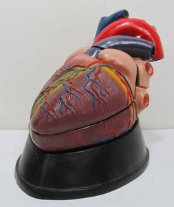 lot 212 image: Large Oversized Multi-Piece Medical Heart Display