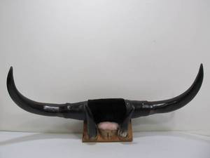 lot 230 image: Large Western Steer Horn Display