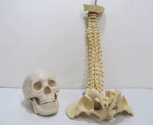 lot 297 image: Medical Human Spine & Skull Model