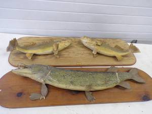 lot 39 image: Vintage Fish Mounts
