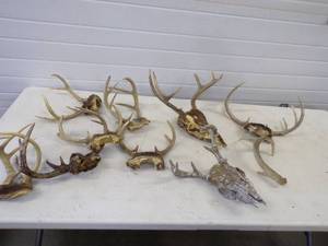 lot 40 image: Deer Antlers