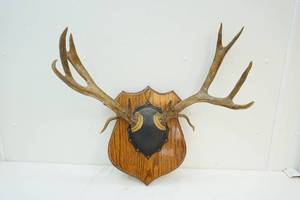 lot 146 image: Whitetail rack