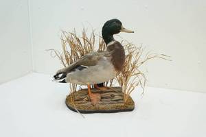 lot 170 image: Taxidermy mount
