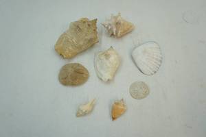 lot 195 image: Seashells