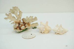 lot 337 image: seashells