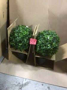 Plant inside home decorations