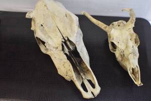 Deer Mounts
