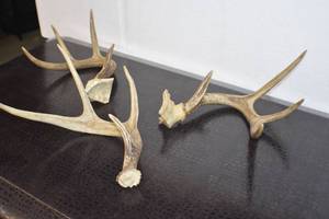 Antlers