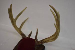 Deer Mounts