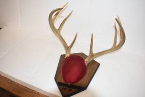 Deer Mounts
