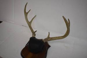 Deer Mounts