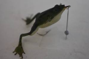 Vintage Fishing Lures
