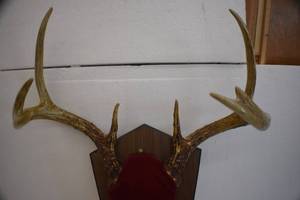 Deer Mounts
