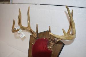 Deer Mounts